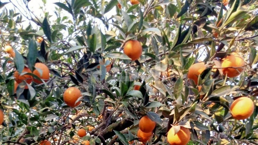 أشجار برتقال