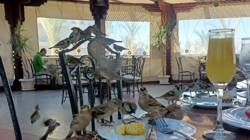 عصافير في مطعم سياحي بالغردقة