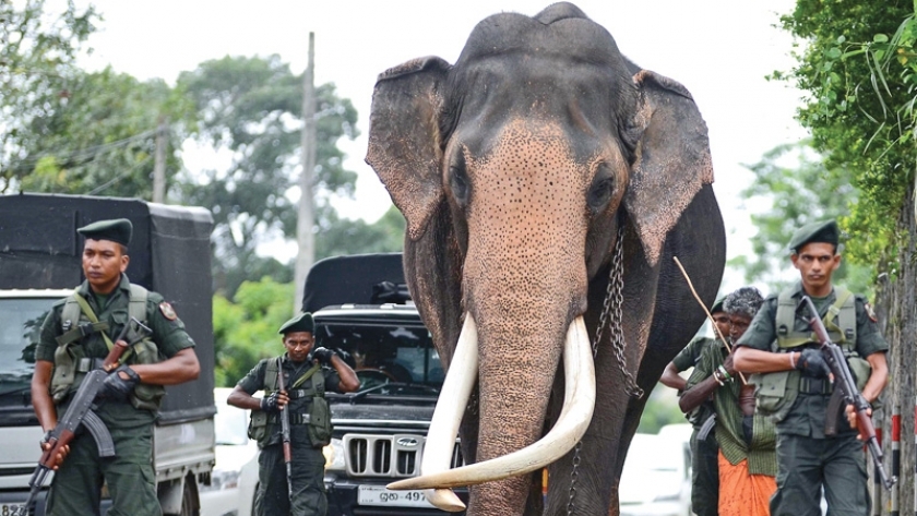 الفيل رجا وسط حراسته من فرقة الكوماندوز السريلانكية