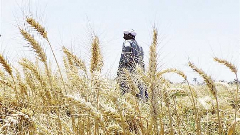 الجفاف يرفع أسعار «القمح والذرة وفول الصويا» لأعلى مستوى منذ 9 سنوات