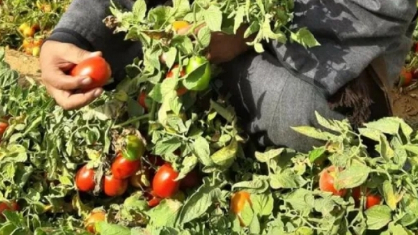 زراعات الطماطم