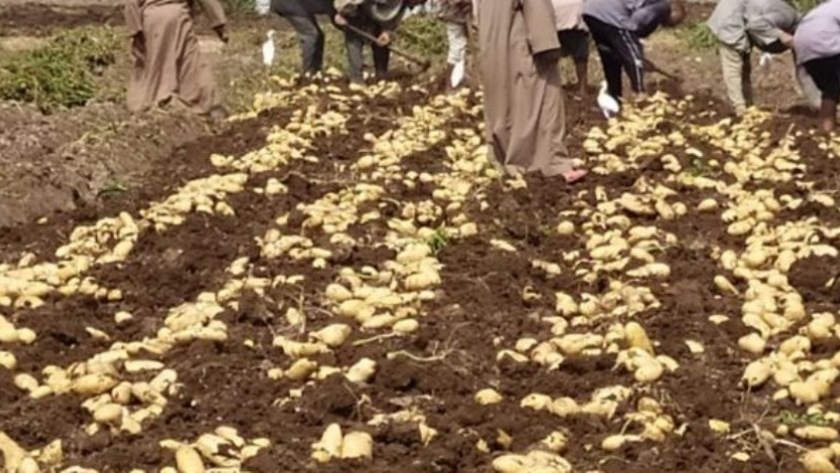 محصول البطاطس في مصر