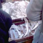 بيع أسماك "القرش" الصغيرة بـ30 الكيلو بسوق شارع القاهرة شرق الإسكندرية