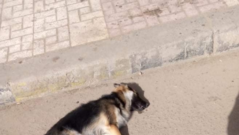 صورة ارشيفية لكلب ضال تم قتله