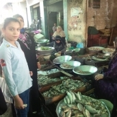 محلات الأسماك في كفر الشيخ