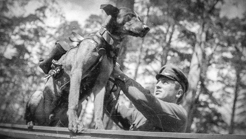 الكلاب المفخخة خلال الحرب العالمية الثانية - صورة أرشيفية