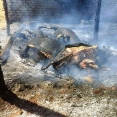 صورة أرشيفية-حريق بحظيرة مواشي