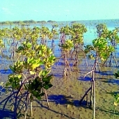 أشجار المانجروف تحمى الشواطئ من التآكل وارتفاع مستوى سطح البحر