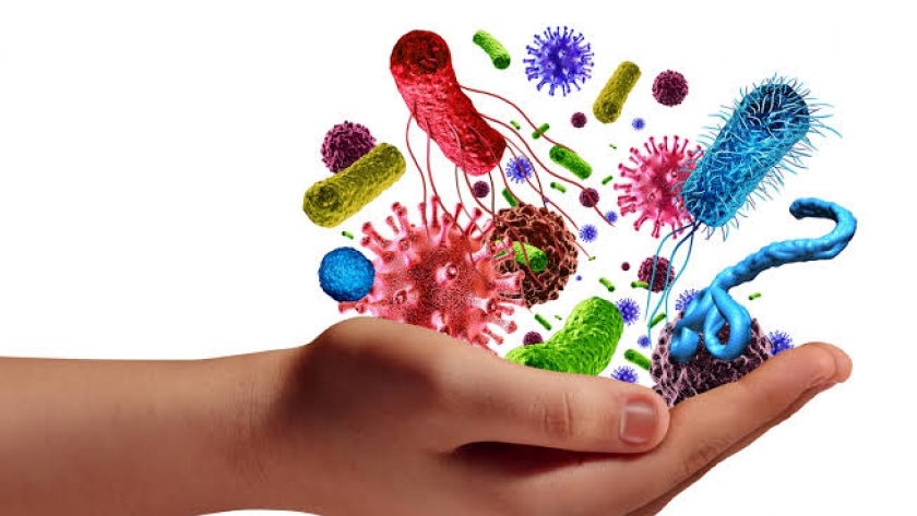 تقوي المناعة.. تعرف على فوائد البكتيريا النافعة وكيفية الحصول عليها