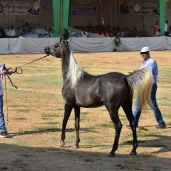 مهرجان خيول-ارشيفية