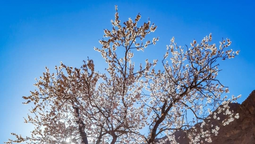 أشجار اللوز تزهر مع بداية فصل الربيع في سانت كاترين