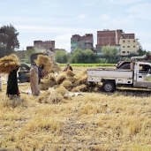 تواصل عملية حصاد القمح تمهيداً لتوريده بمحافظة الدقهلية