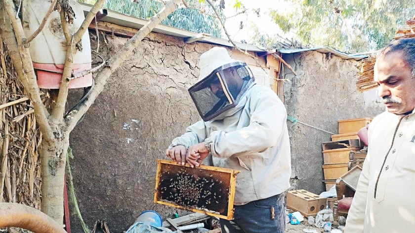 عملية الحصول على العسل