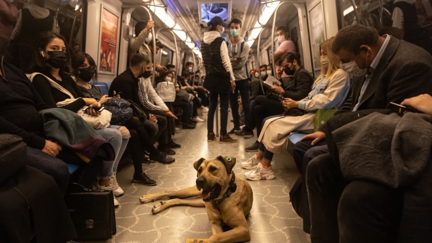 كلب يحب ركوب المواصلات في إسطنبول