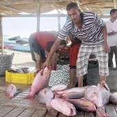 صيادو «المثلث» يحذرون: الحياة البحرية فى خطر.. والرقابة على الشواطئ غائبة