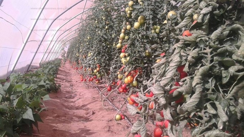 مزرعة طماطم