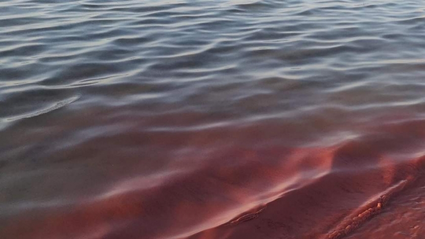 تغيير لون مياه البحر الأحمر