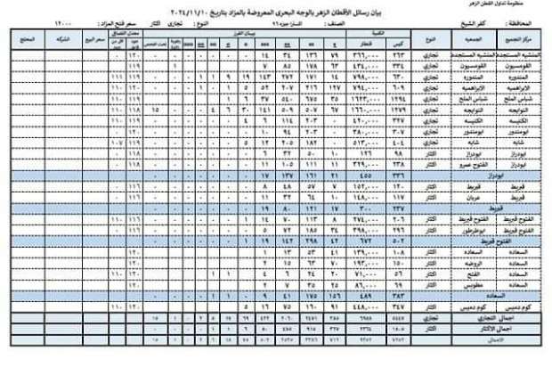 أسعار القطن في كفر الشيخ اليوم.. اعرف تفاصيل مزاد الوجه البحري - التقرير