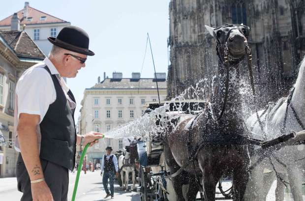 بالصور| خيول النقل في فيينا تواجه الحر بـ"دش" يومي