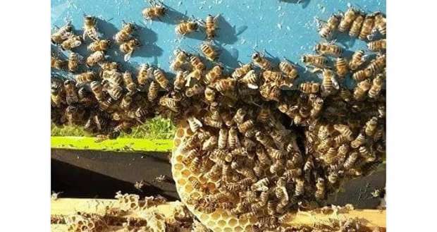 بالصور| انتشار خلايا النحل في أنحاء ليبيا.. والعسل "المر" أشهر الأنواع