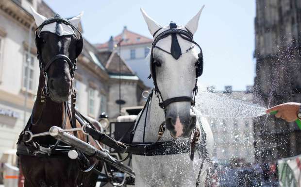بالصور| خيول النقل في فيينا تواجه الحر بـ"دش" يومي