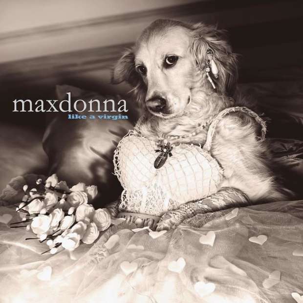 بالصور| مشروع "ماكسدونا".. هجين من نجمة البوب مادونا والكلب "ماكس"