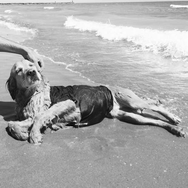 بالصور| مشروع "ماكسدونا".. هجين من نجمة البوب مادونا والكلب "ماكس"