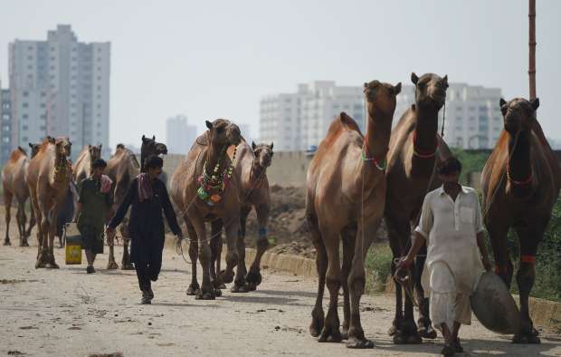 بالصور| قصات شعر مميزة للإبل في باكستان احتفالا بعيد الأضحى