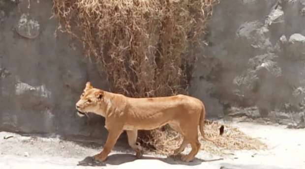 تفسير غريب لـ رؤيا الأسد وبعض الحيوانات في المنام.. رسائل مهمة - التقرير