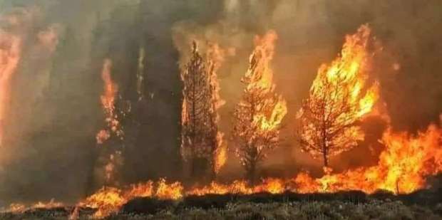 بين أستراليا ولبنان والأمازون 2019 عام حرائق الغابات بسبب تغير