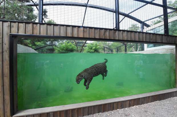 بالفيديو| فقط في فرنسا.. النمور تتحدى المألوف وتغوص في المياه