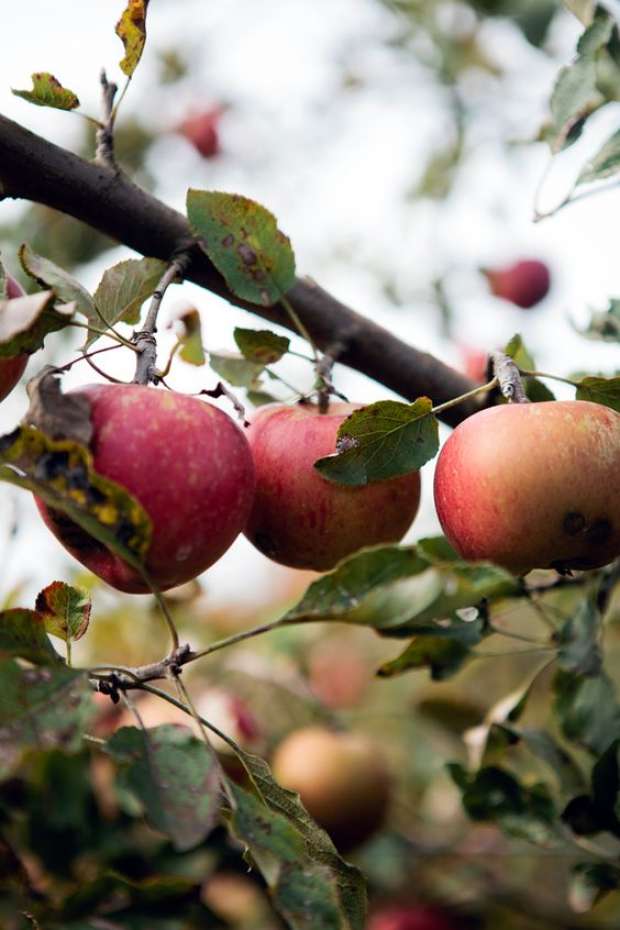 بالصور| "يوم التفاحة" في بريطانيا.. أغاني ووصفات لذيذة