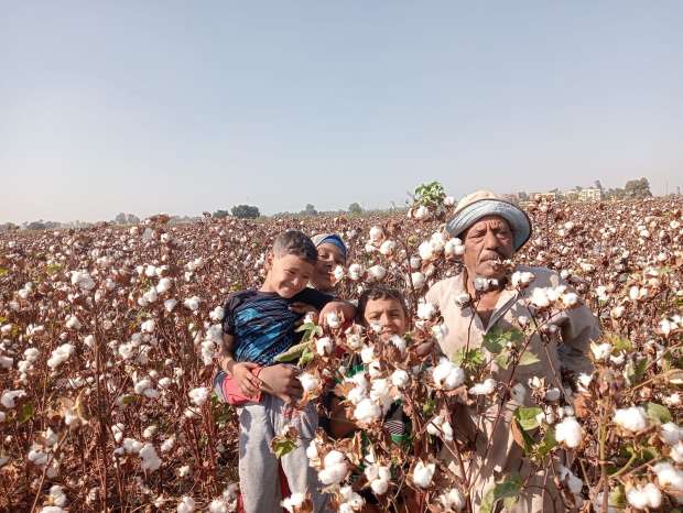 انطلاق مزاد محصول القطن في الوجه القبلي اليوم.. اعرف سعر القنطار - التقرير