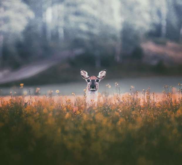 بالصور| "طرزان المصورين".. حيوانات الغابة تعشق عدسة هذا الفنلندي