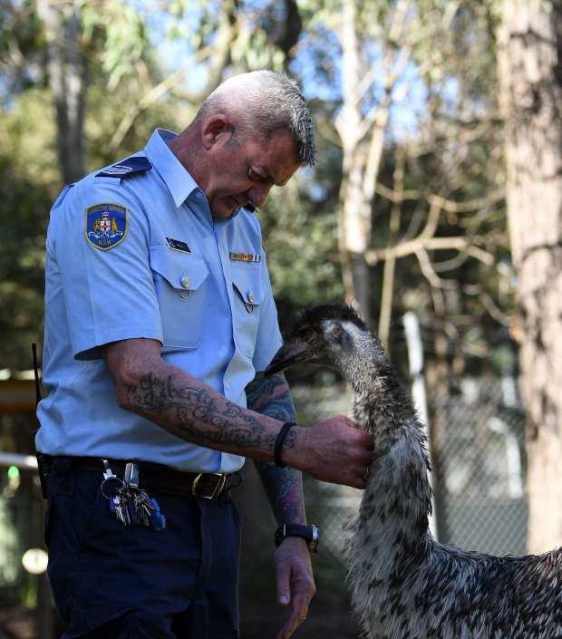 سجن أسترالي يعيد تأهيل نزلائه برعاية وعلاج الحيوانات الضالة