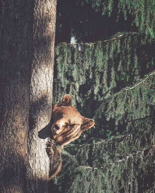بالصور| "طرزان المصورين".. حيوانات الغابة تعشق عدسة هذا الفنلندي