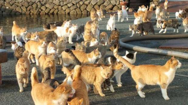 القطط في اليابان