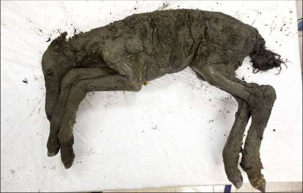 بالصور| العثور على مومياء حصان "اليوليتيكي" المنقرض في سيبربيا
