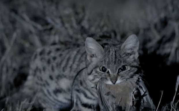 بالصور| أخطر قطة في العالم.. في وزن "كيس السكر"