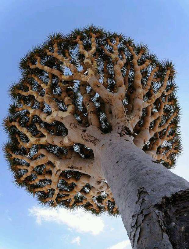 أقدم شجرة في العالم عمرها 3000 عام "تحتضر" بسبب المناخ