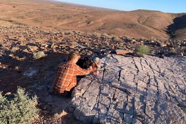 اكتشاف كتلة لحمية عمرها 500 مليون سنة.. «أقدم حيوان على وجه الأرض» - التقرير