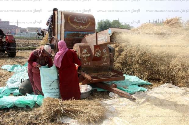 ألبومات الصور موسم حصاد القمح بالغربية الوطن 