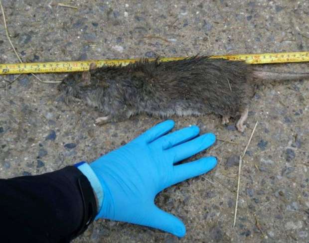 بالصور.. العثور على أكبر فأر في العالم