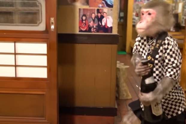 القردة "استوكا" تعمل "جارسونة" بمطعم ياباني.. والبقشيش "موز وسوداني"