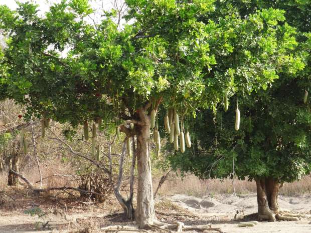 شجرة «السجق» لعلاج كل الأمراض.. لماذا سُميت بهذا الاسم؟ - التقرير