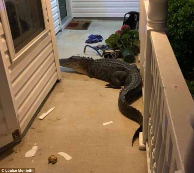 تمساح يقرع باب المنزل لعائلة أمريكية