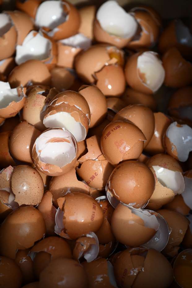 بالصور| مهرجان عالمي لـ"البيض" في بلجيكا