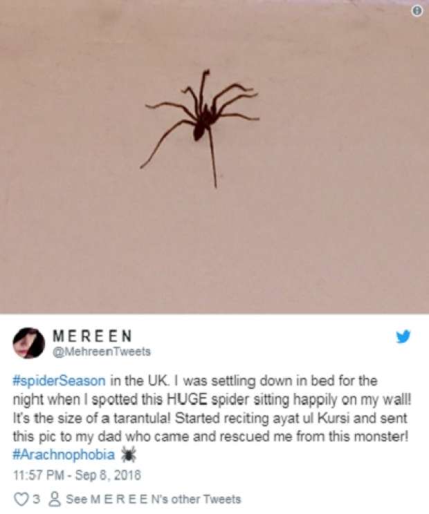 بالصور| العناكب البرية تقتحم المنازل في بريطانيا بحثا عن الإناث