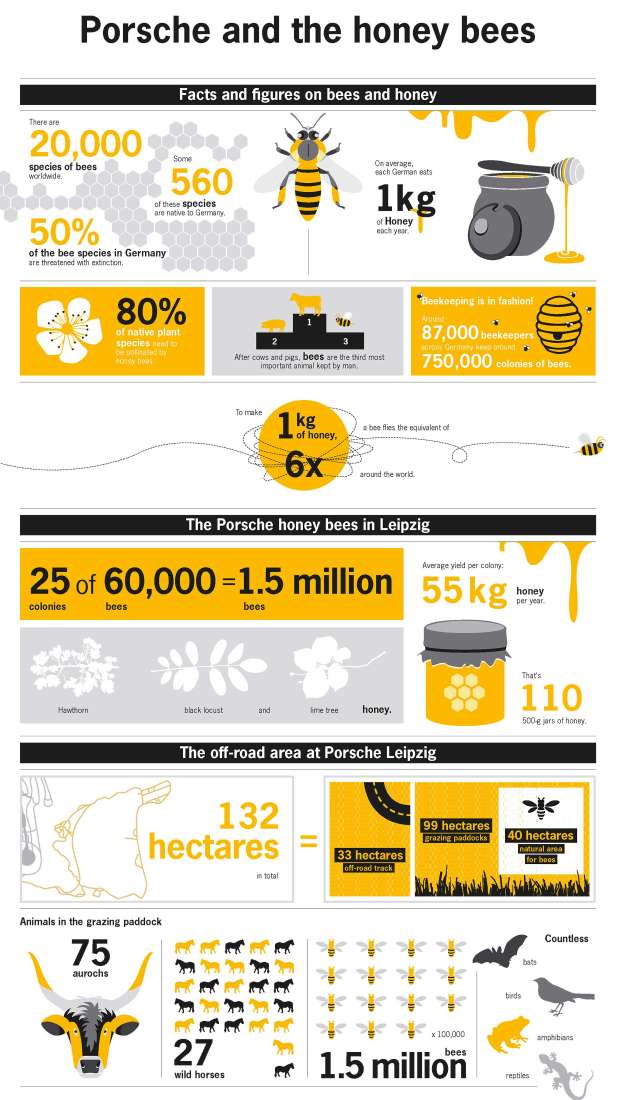 بالصور| "بورش" تربي 1.5 مليون نحلة لإنتاج "العسل" وزيادة الدخل