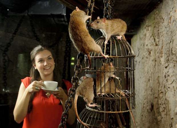 بالصور| مقهى للفئران في سان فرانسيسكو.. 50 دولار مقابل كوب القهوة